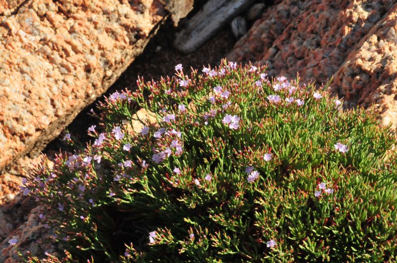 Limonium contortirameum